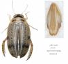 Eretes griseus